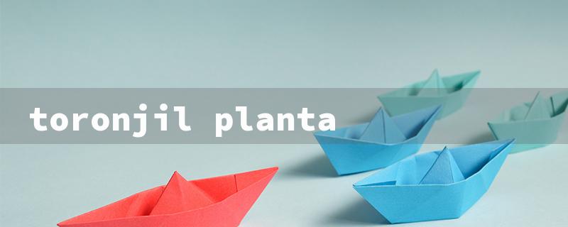 toronjil planta（Toronjil plant in English）