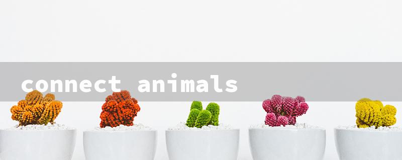 connect animals